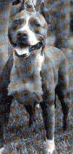 picture of dog