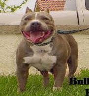 picture of dog