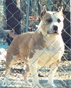 picture of dog
