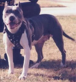 picture of dog