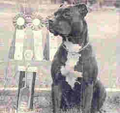 picture of dog