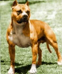 picture of dog