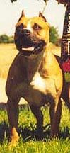 picture of dog
