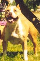 picture of dog