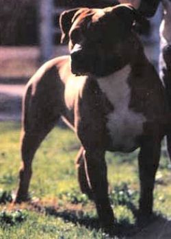 picture of dog