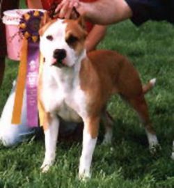 picture of dog
