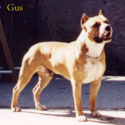 picture of dog