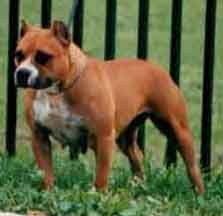 picture of dog