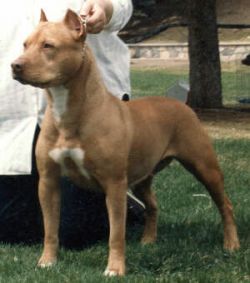 picture of dog