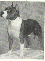 picture of dog