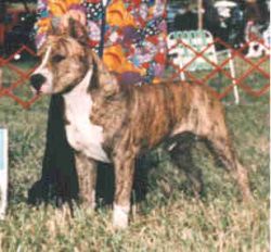 picture of dog