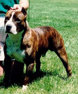 picture of dog