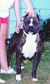 picture of dog