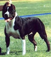 picture of dog