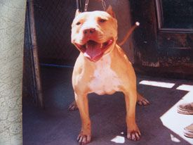 picture of dog