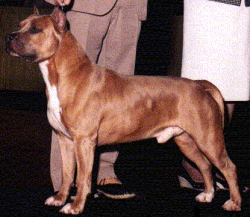 picture of dog