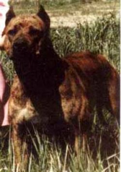 picture of dog