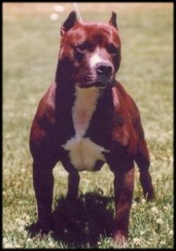 picture of dog