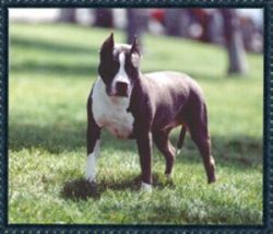 picture of dog