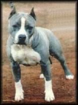 picture of dog