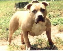 picture of dog