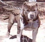 picture of dog