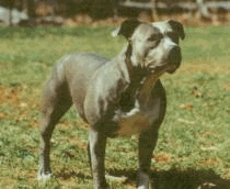 picture of dog