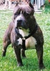 picture of dog