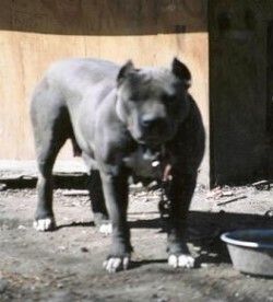 picture of dog