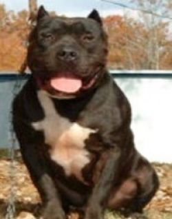 picture of dog