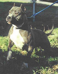 picture of dog