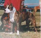 picture of dog