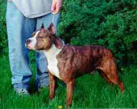 picture of dog