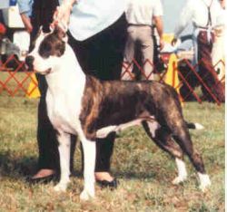 picture of dog