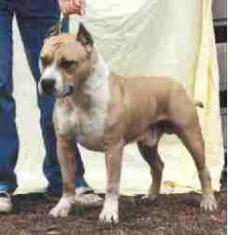 picture of dog