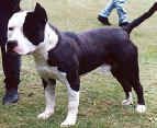 picture of dog