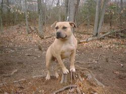 picture of dog