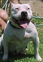 picture of dog