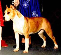 picture of dog