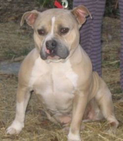 picture of dog