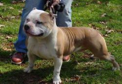 picture of dog