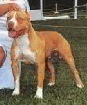 picture of dog