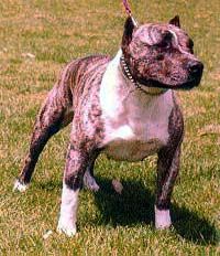 picture of dog