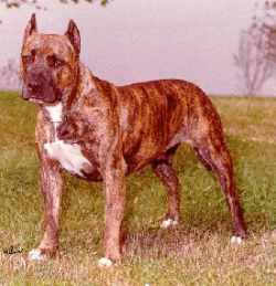 picture of dog