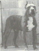 picture of dog