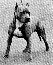 picture of dog