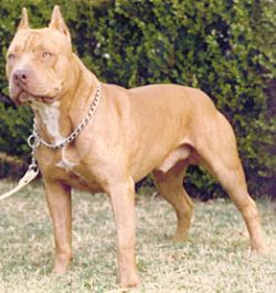 picture of dog