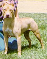 picture of dog