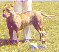 picture of dog
