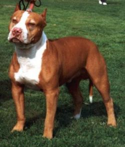 picture of dog